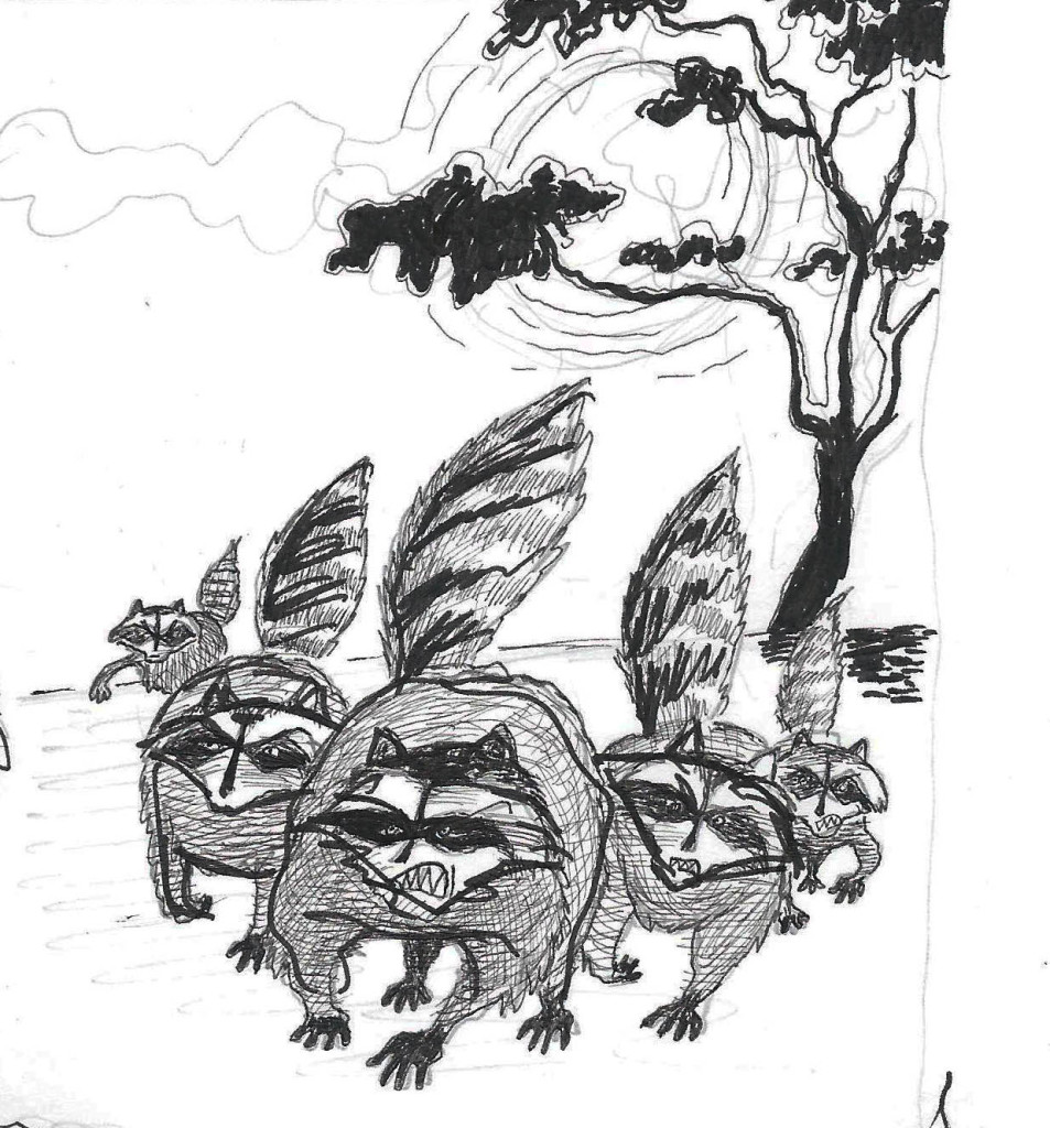 Raccoon sketch 1