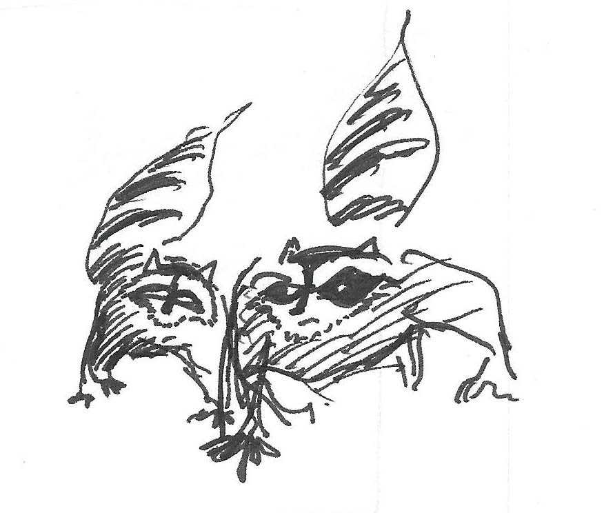 Raccoon sketches Steve Richter Art