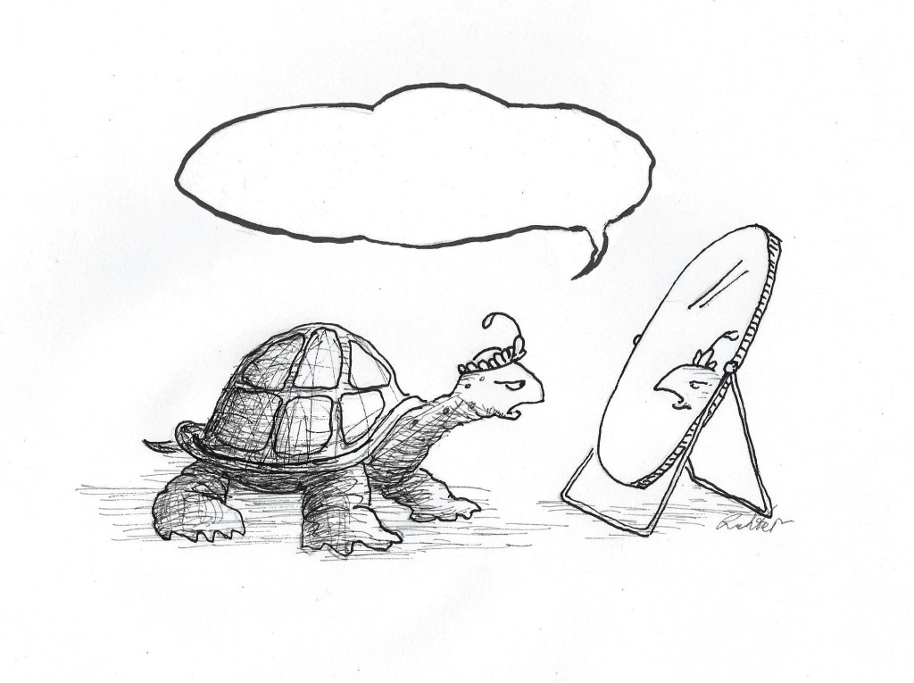 turtle caption for blog post1