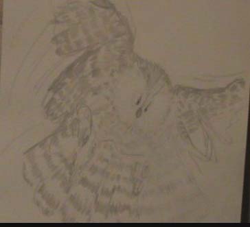 Ural Owl 2